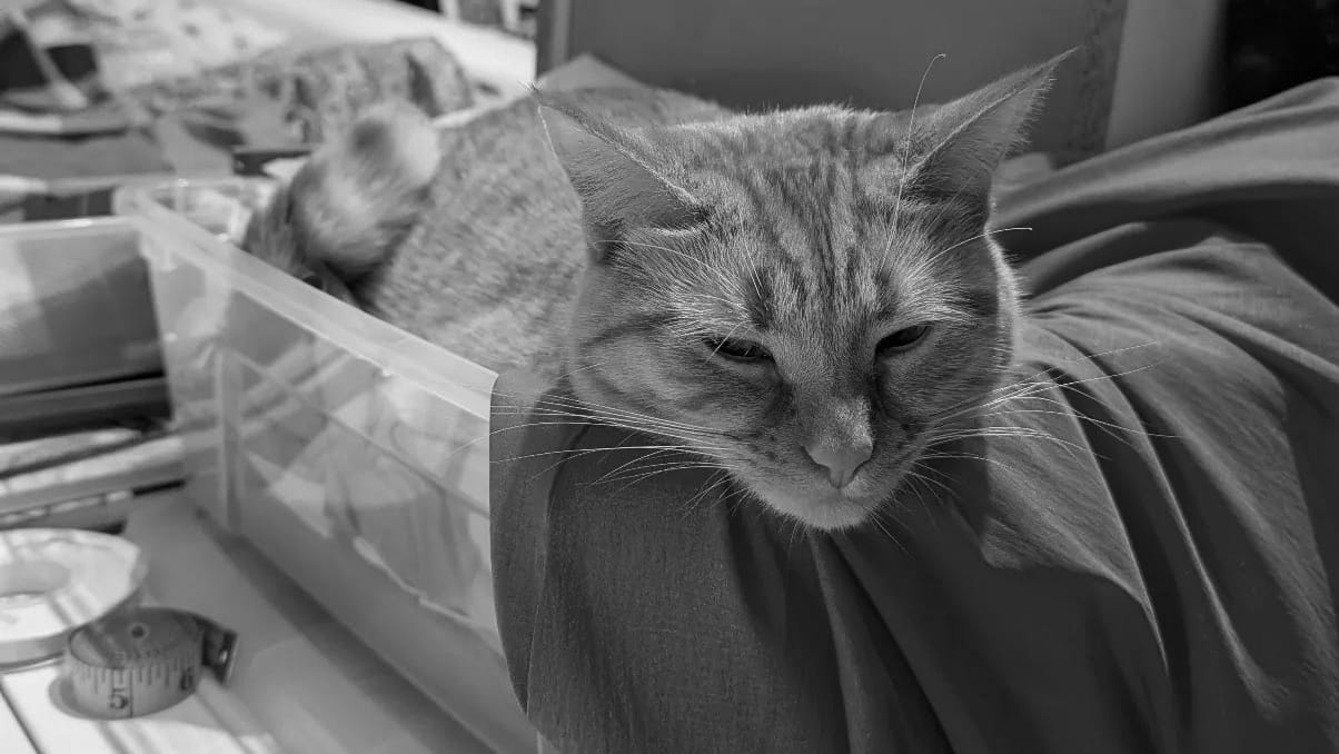 Black and white close up of a cat's face, the cat is sitting in a plastic tub full of fabric.