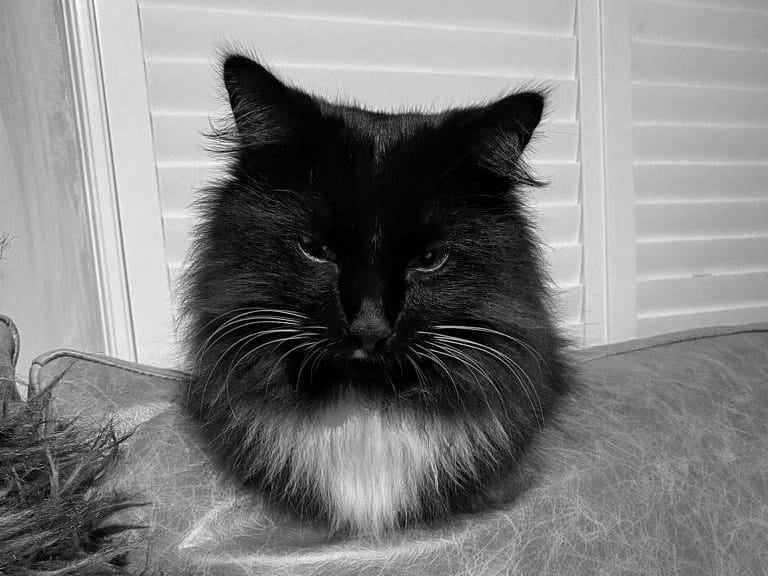 An extremely fluffy black and white cat pokes his head over the back of a sofa