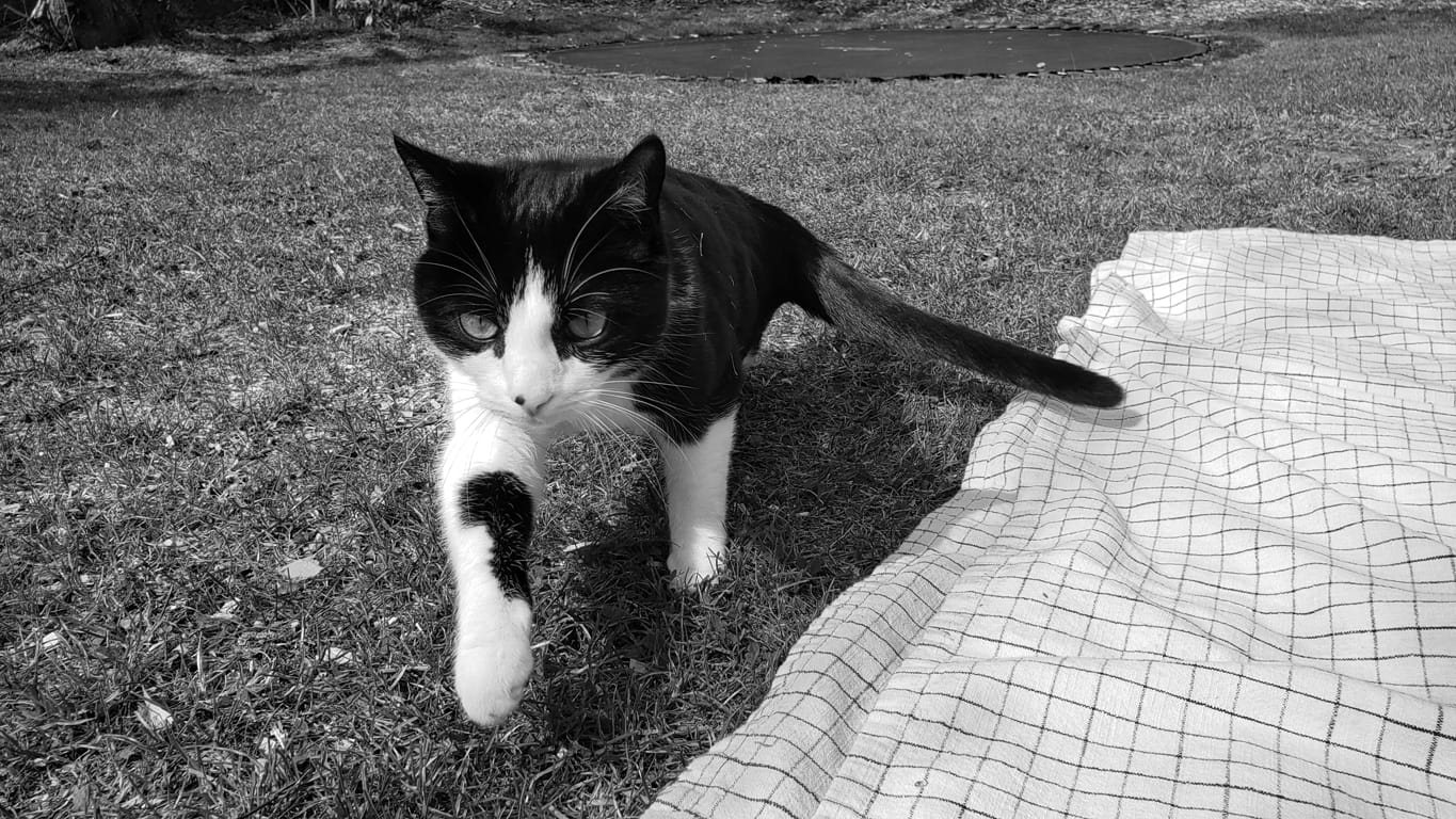 A black and white cat walks towards the camera on a sunny lawn next to a blanket