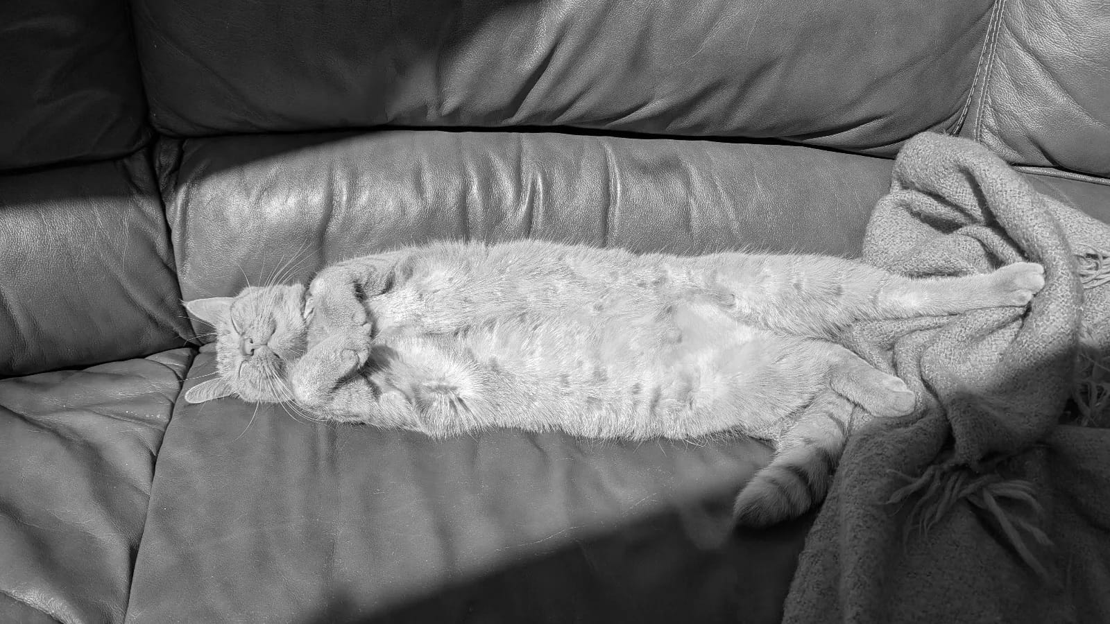A cat sleeps stretched out on a leather couch in a sunbeam