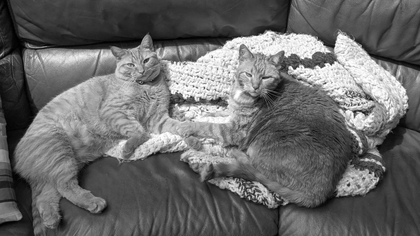 Two orange cats lounge on a sofa looking dismissively at the camera