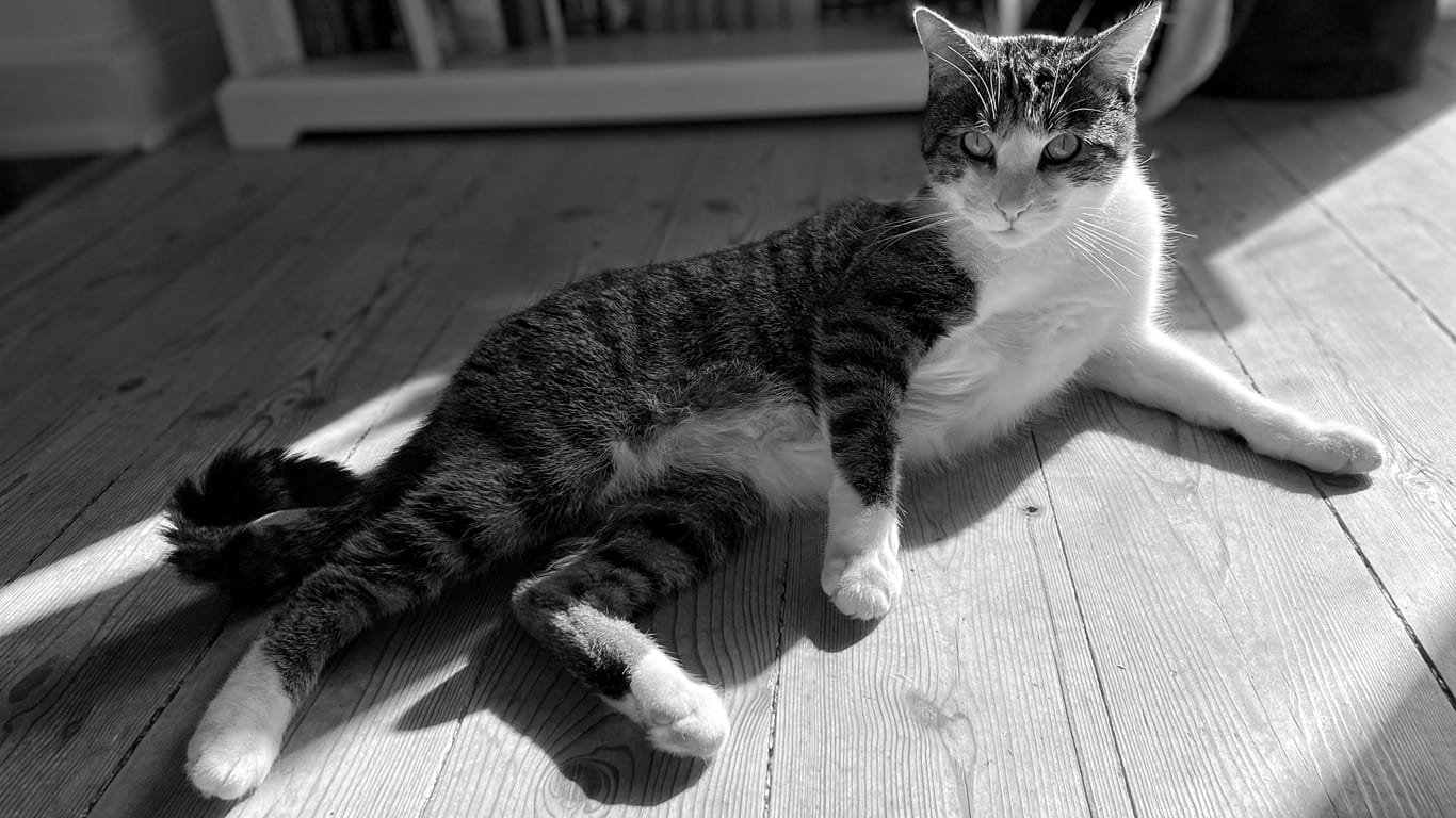 A stripey cat with a white chest and paws lounges in a sunbeam, staring sassily at the camera