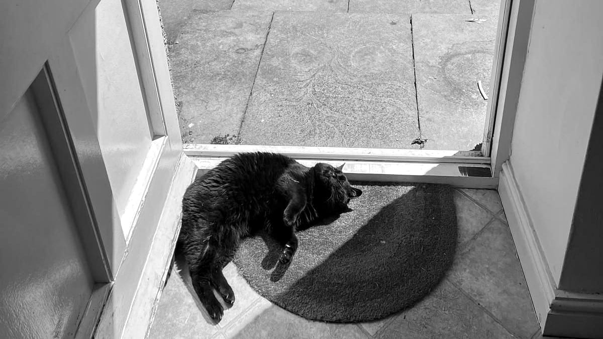 A black cat lying in a shaft of light in a doorway
