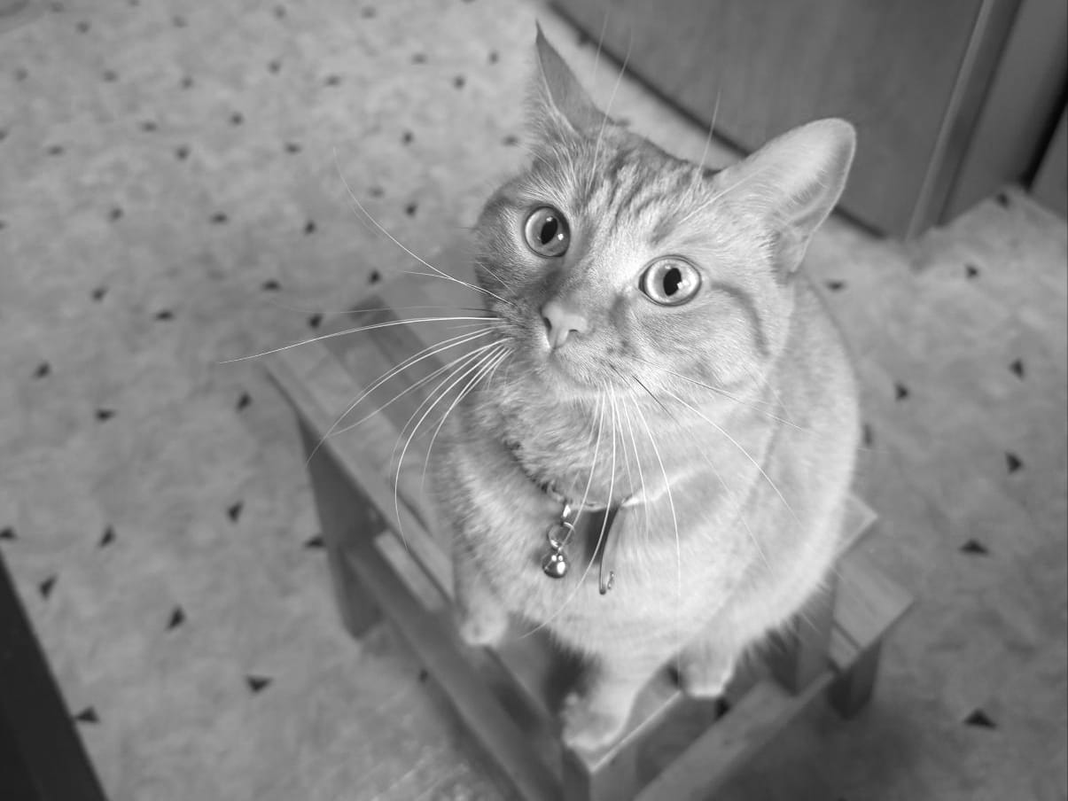An orange cat sits on a step stool in a kitchen, gazing intently just to the left of the camera