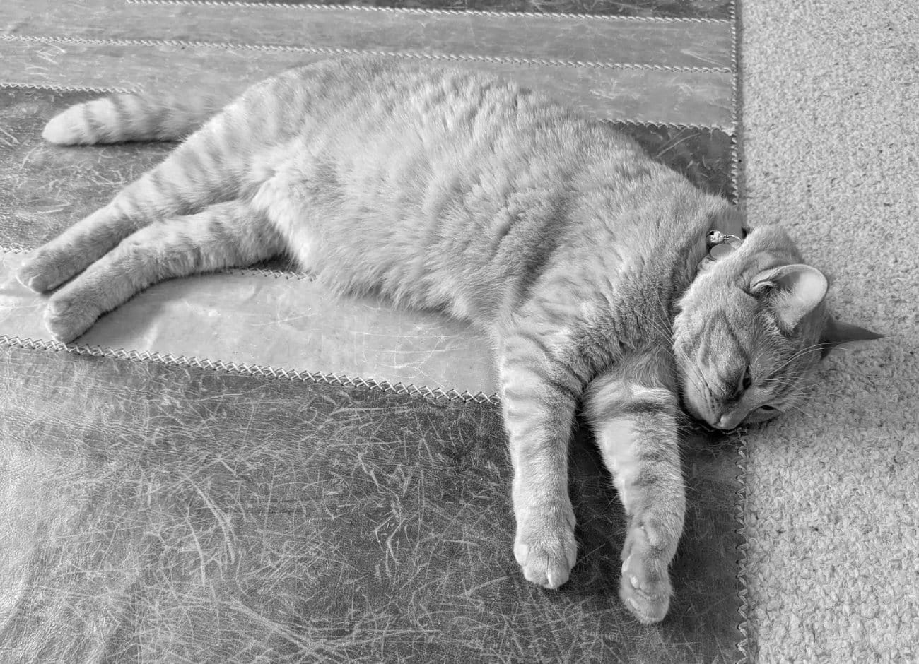 An orange cat lying sprawled, hot, and unhappy-looking on a leather rug