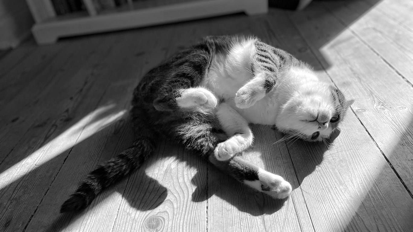 A tabby cat with a white chest, face, and feet lounging in a sunbeam