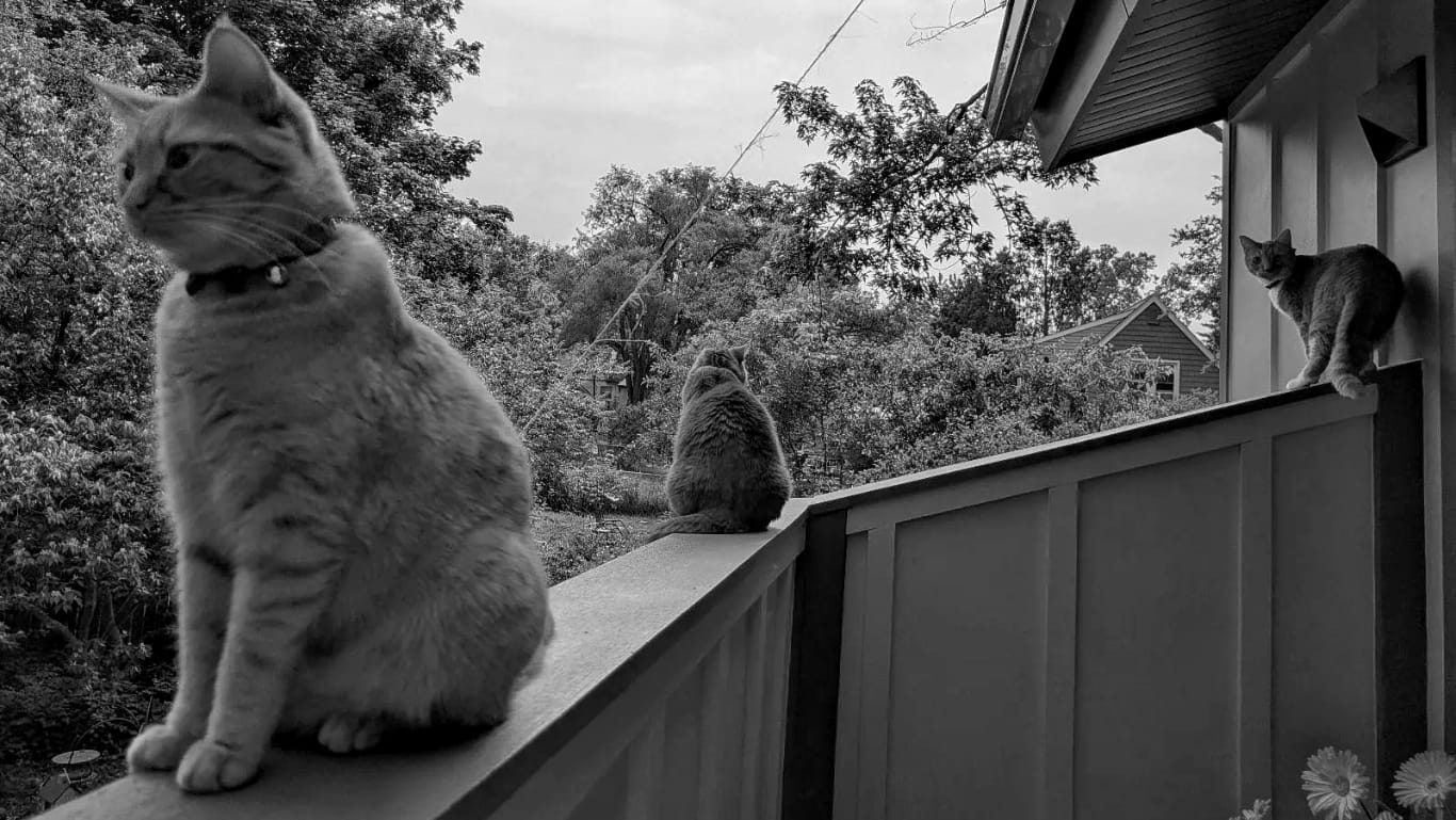 Three orange cats sitting on a balcony ledge looking out into a tree-filled garden
