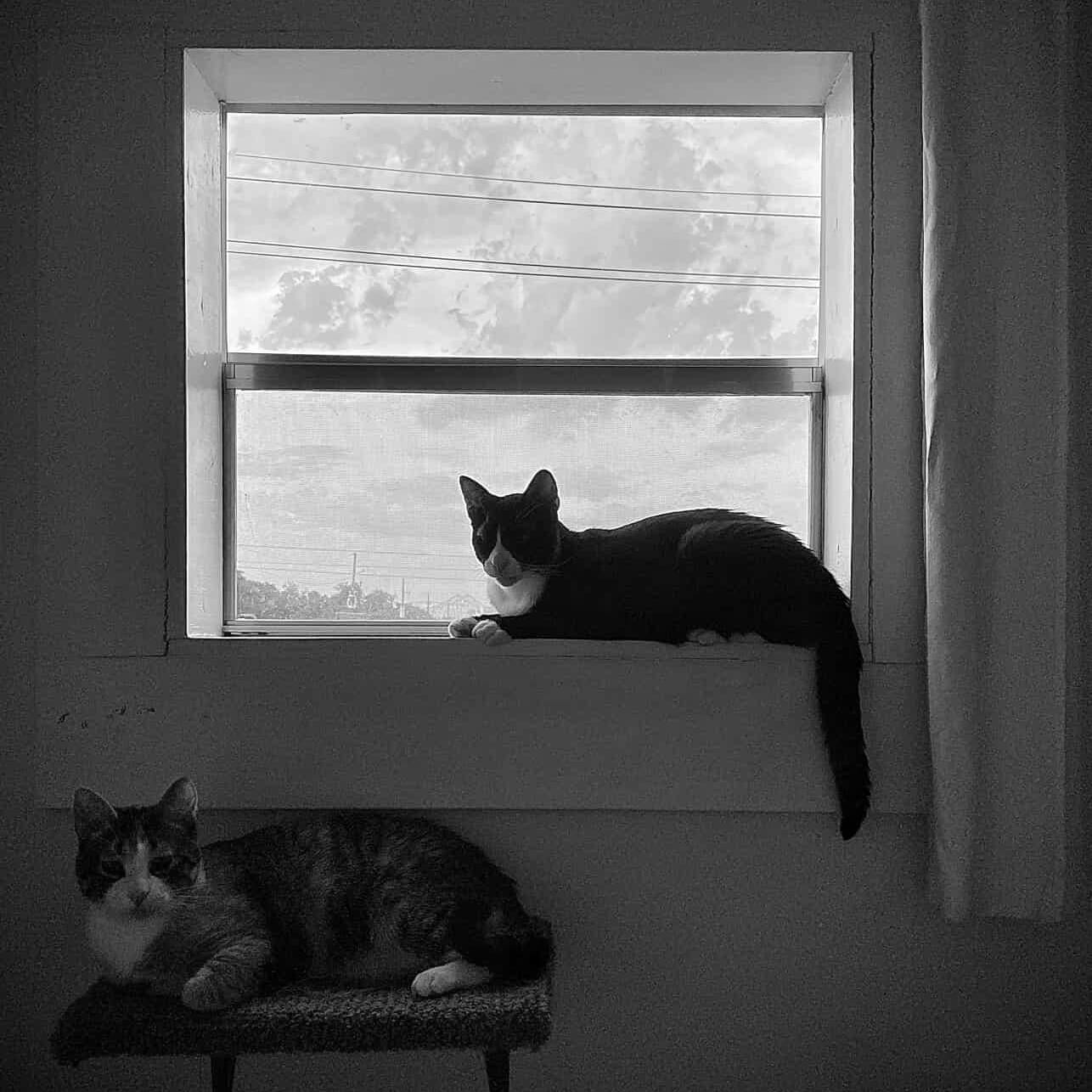 A cat lounging on a window sill while another lies on a platform just below.