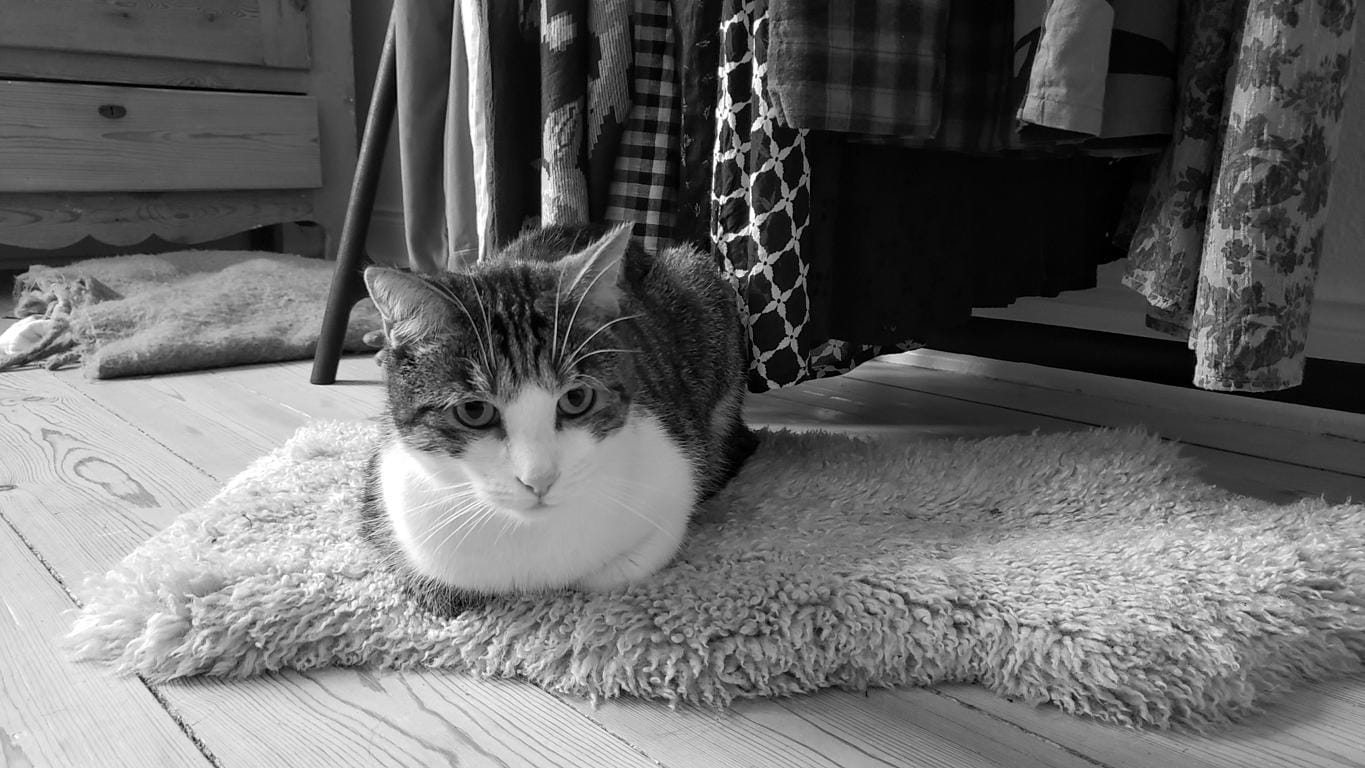 A stripey cat with a white chest and face sits on a sheepskin rug underneath some coats