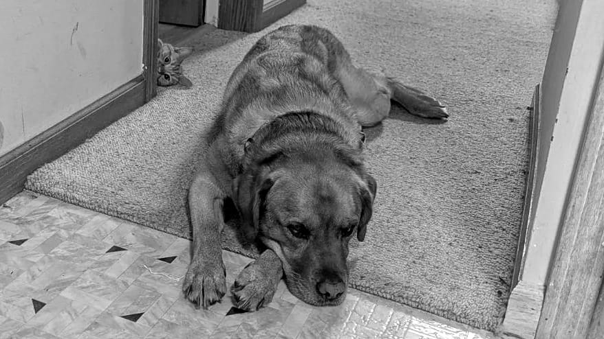 A dog lying on a carpet with an open door behind them. A cat is lying with her face poking through the door.
