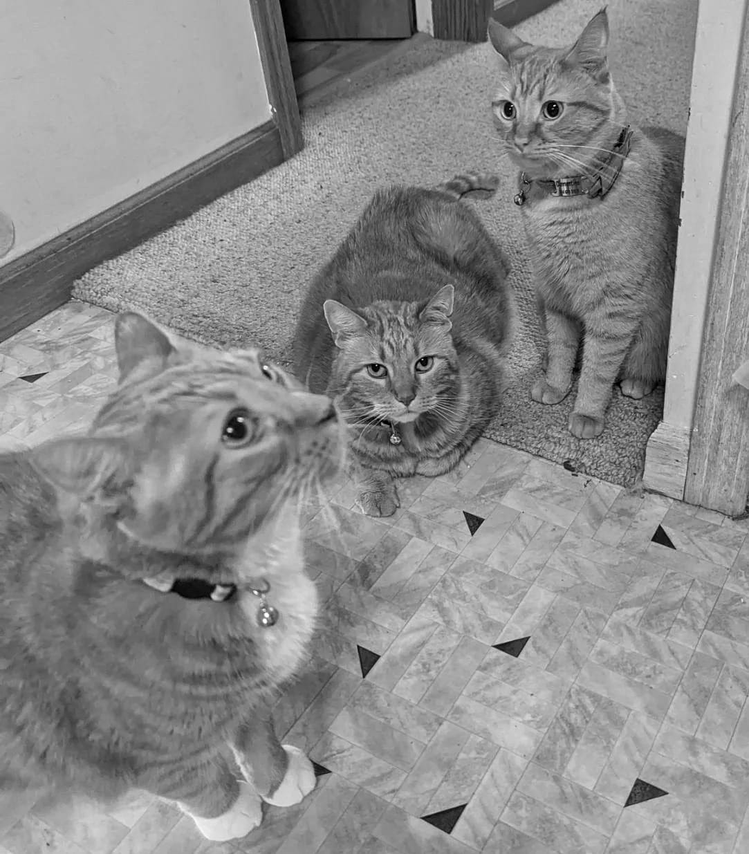 Three orange cats sitting in various positions, all with different confused expressions on their faces.