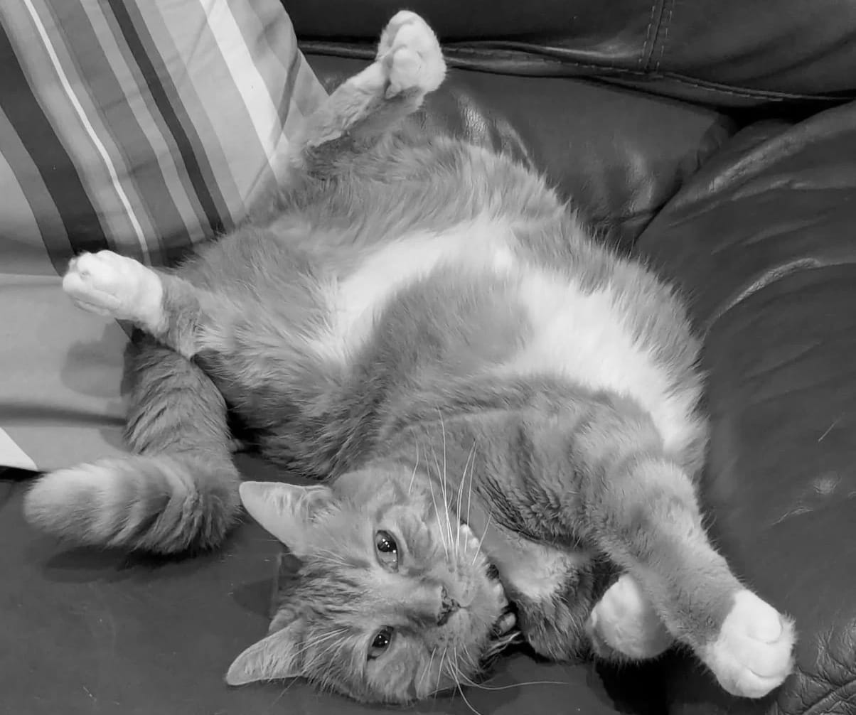 A cat contorted and upside down on a sofa. 