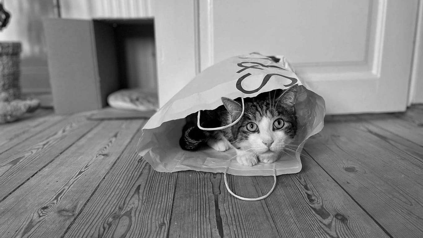 A tabby cat with a white face and white paws sitting inside a paper bag