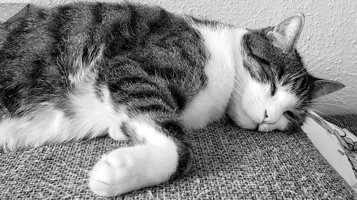 Close up of a tabby cat with white chest, belly, and paws, sleeping on a sofa.
