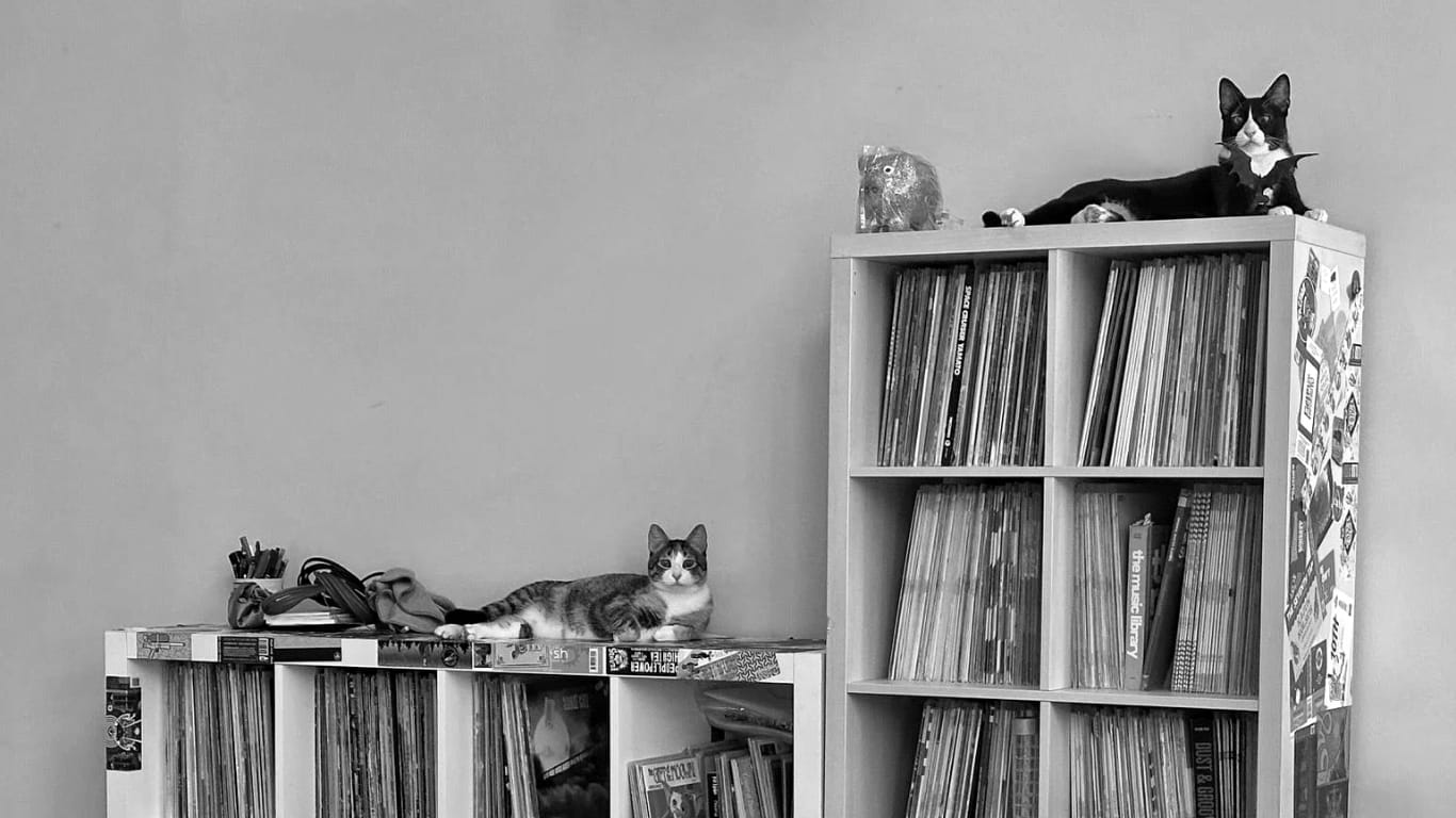 Two cats lying in similar poses atop a bookshelf full of vinyl, both looking at the camera