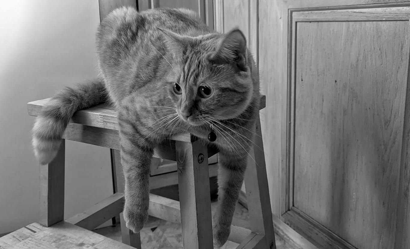 Black and white image of a stripey orange cat sitting on a stool with her front legs hanging down