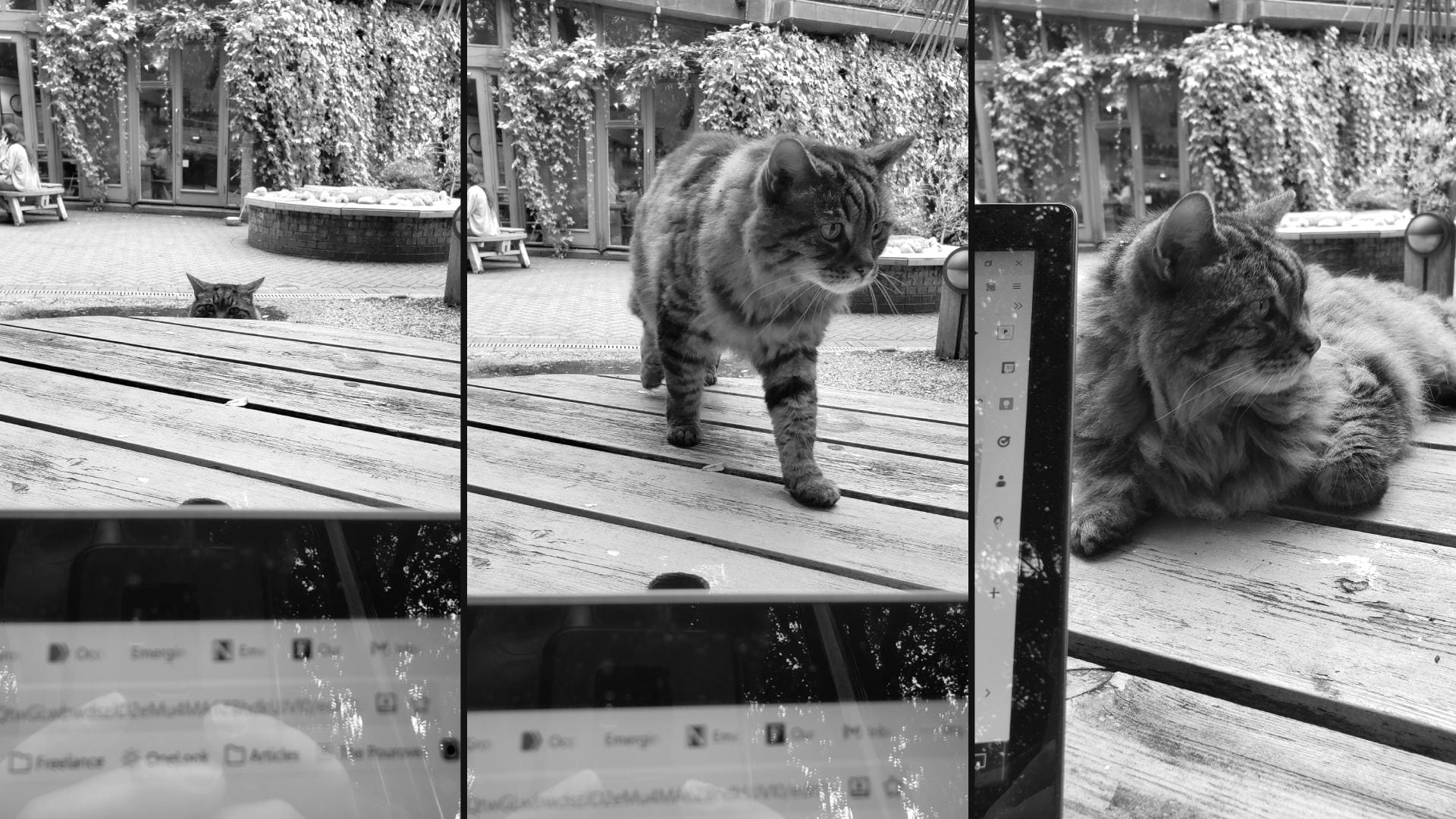 Three images of a cat peering over a table, walking on the table, and lying down on the table