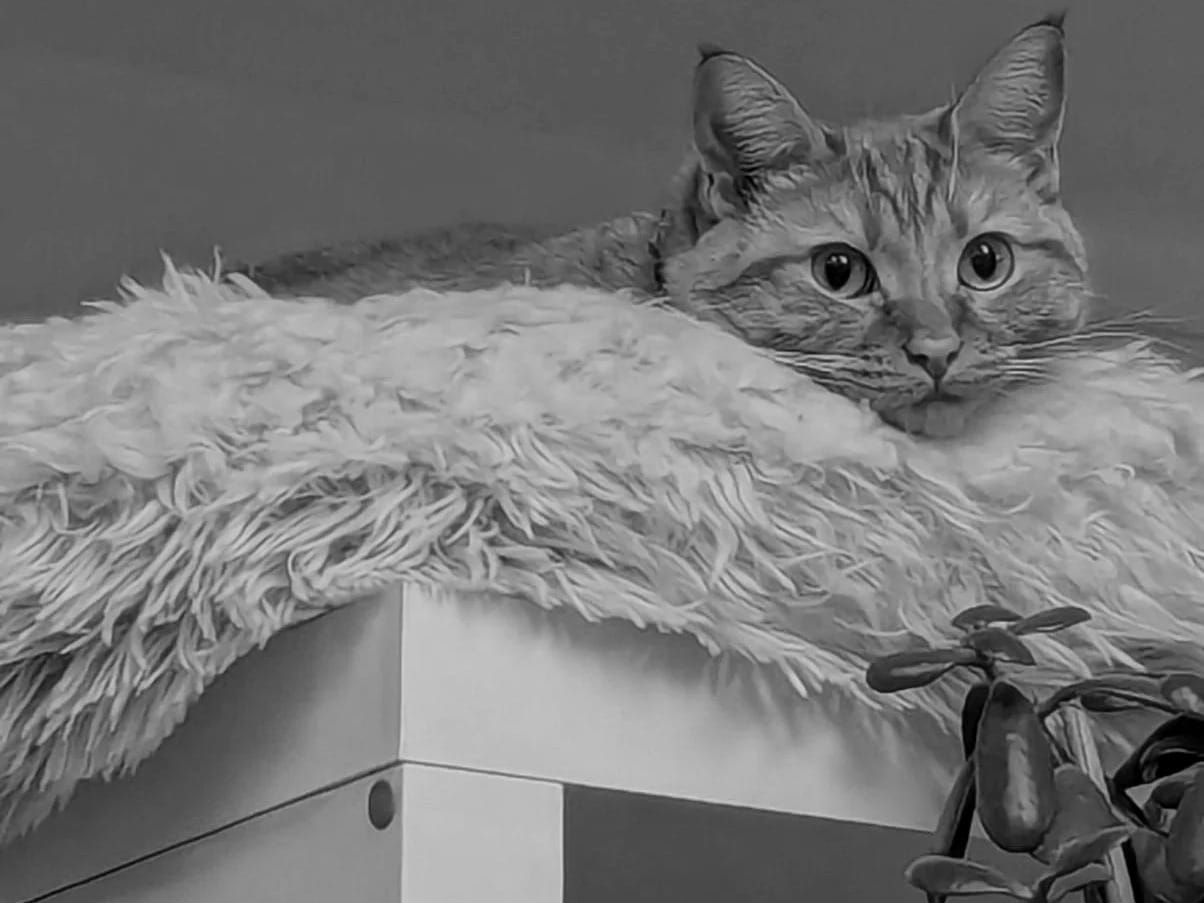 Black and white image of an orange cat lying on a cat bed perched on a shelf