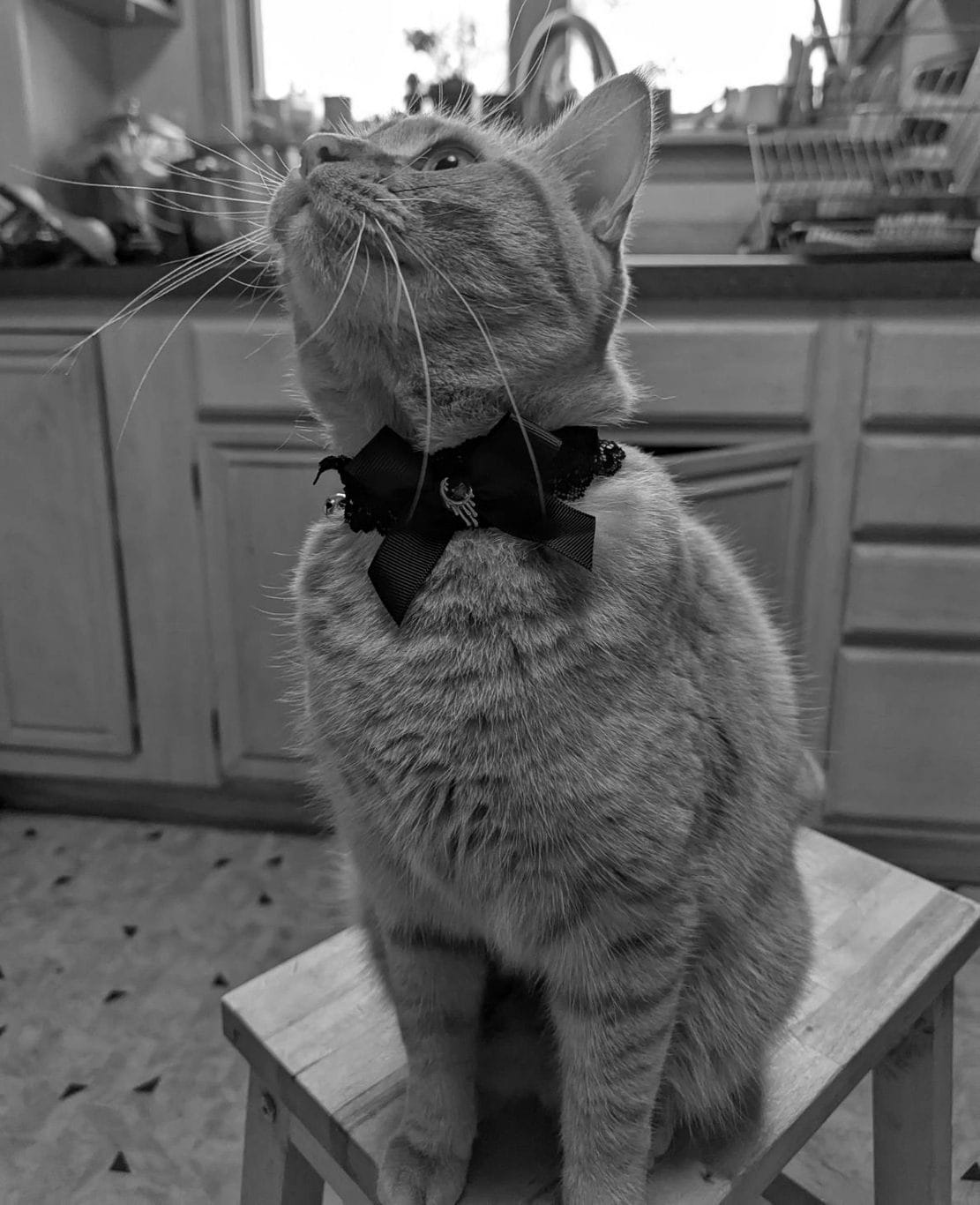 A stripey orange cat wearing a dapper bow sits on a stool in a kitchen, looking upwards expectantly