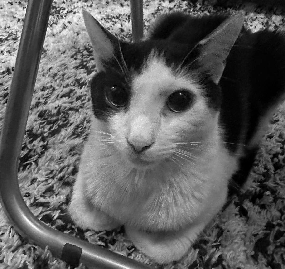 Close up of a black and white cat with his front paws folded underneath him, staring at the camera