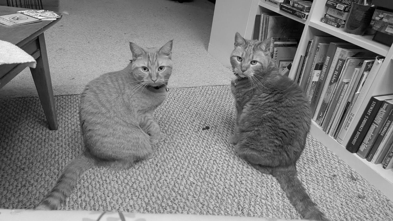 Two orange cats sitting on a carpet, looking at the camera with disdain