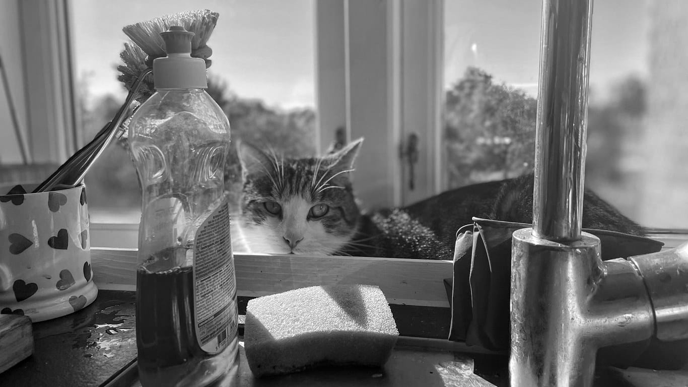 A cat with a white face sitting on a window sill behind a sink, staring at the camera with dish soap and sponge in the foreground