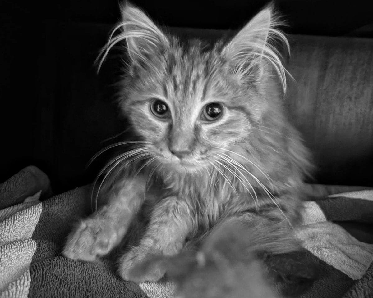 A small kitten with long fluffy hair looks warily at the camera