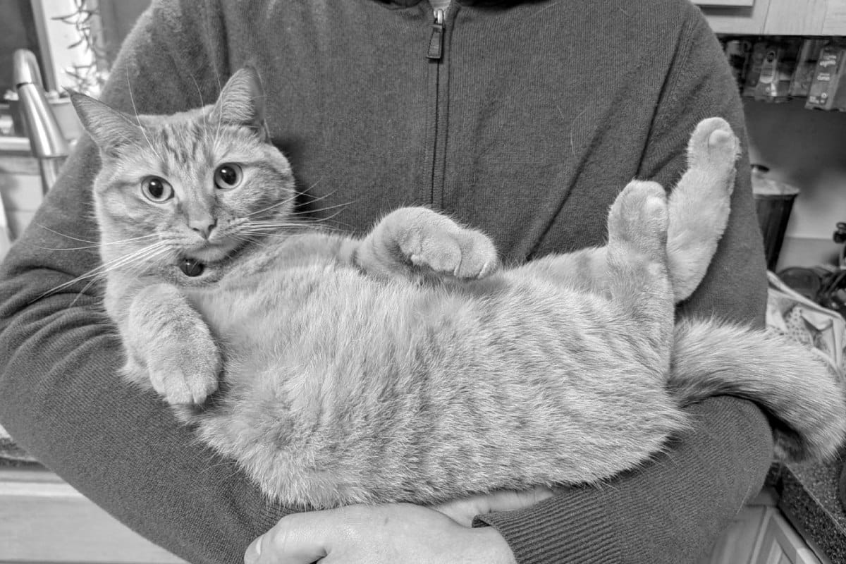 An orange cat being held like a baby, staring at the camera for approval