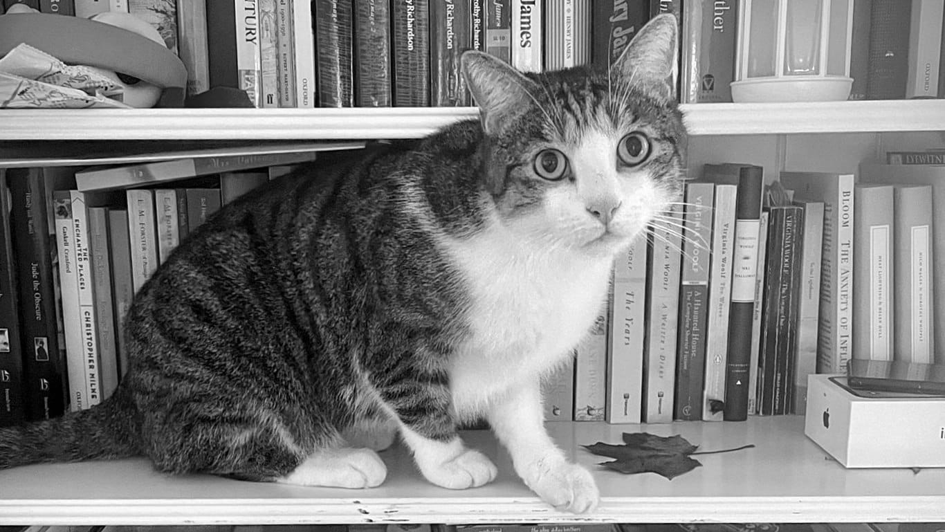 A tabby cat with a white chest, face, and feet, sitting on a bookshelf looking sheepish