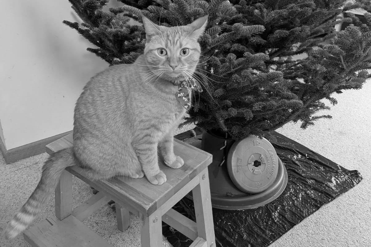 A cat sits on a stool in front of an undecorated Christmas tree, looking at the camera