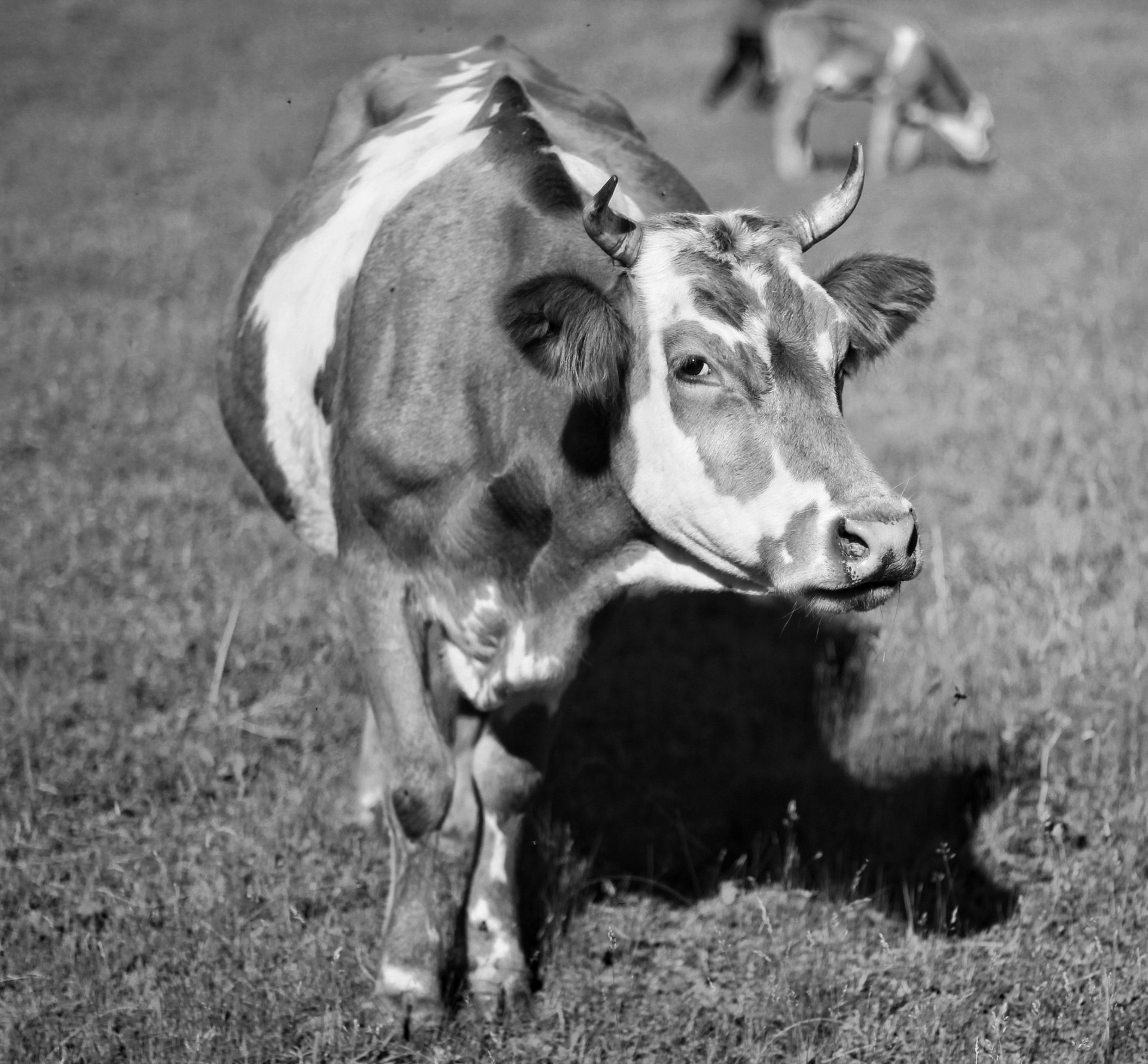 Cow staring at the camera in a field