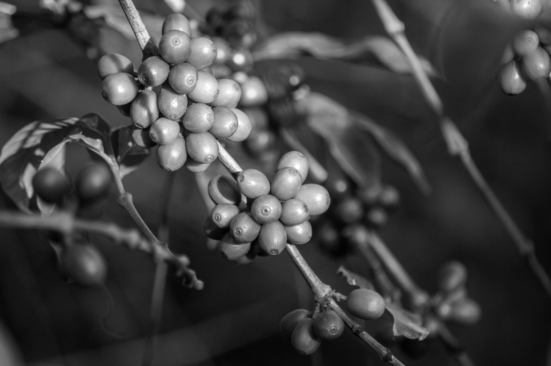 Cofffee cherries ripening on the branch