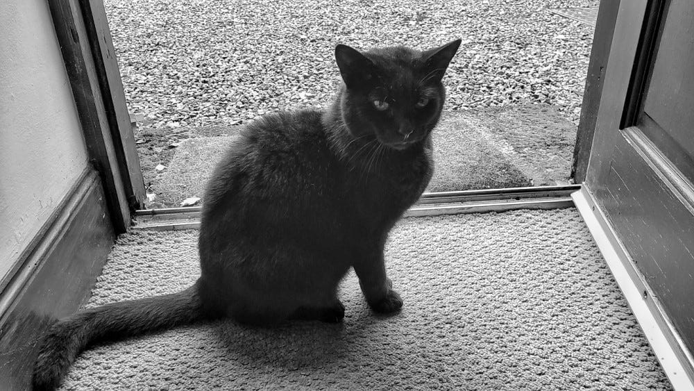A black cat sits in a doorway
