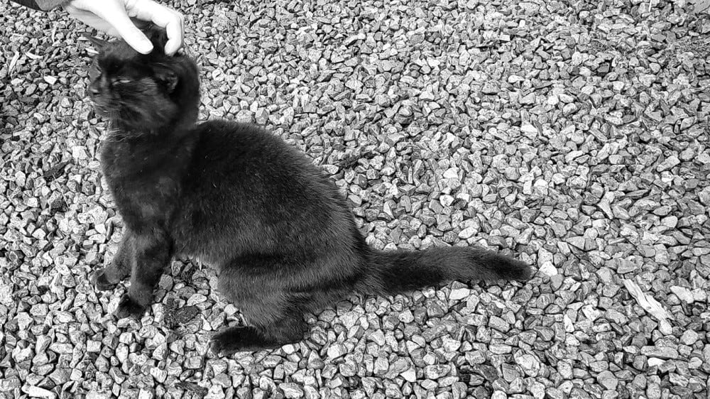 Close up of a black cat being scritched by a person off camera