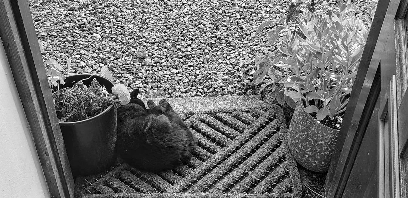 A black cat snoozes curled up on a doormat