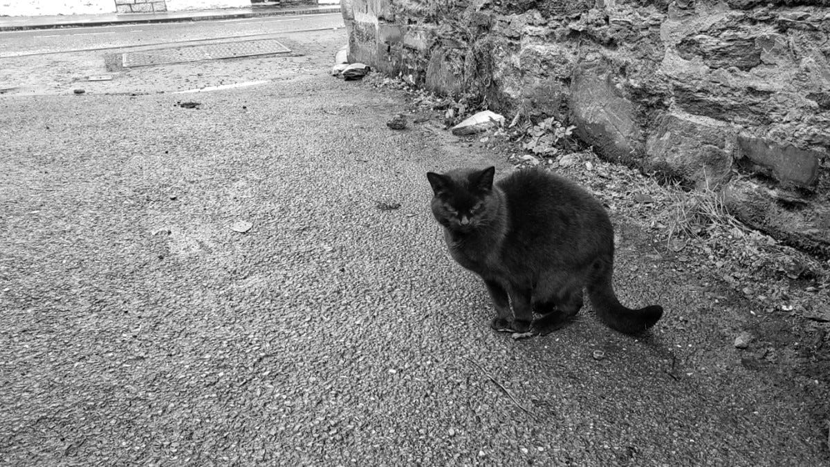 A black cat crouching on a wet driveway stares directly at the camera