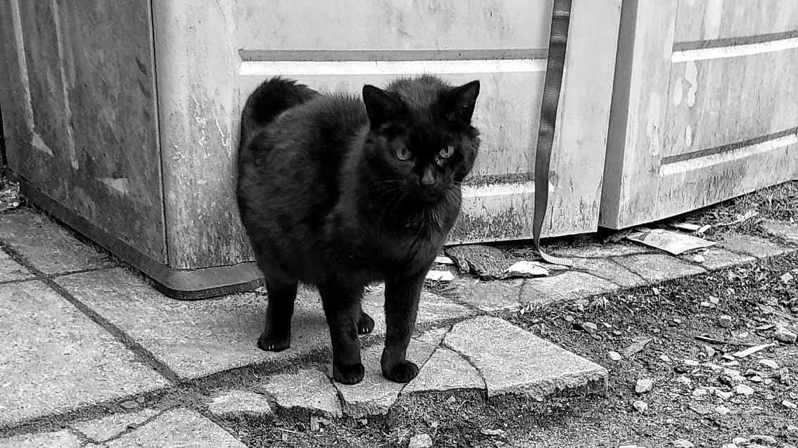 An old black cat stands in front of a plastic storage cupboard, looking at the camera
