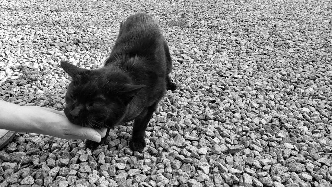 A black cat enjoys a chin scritch