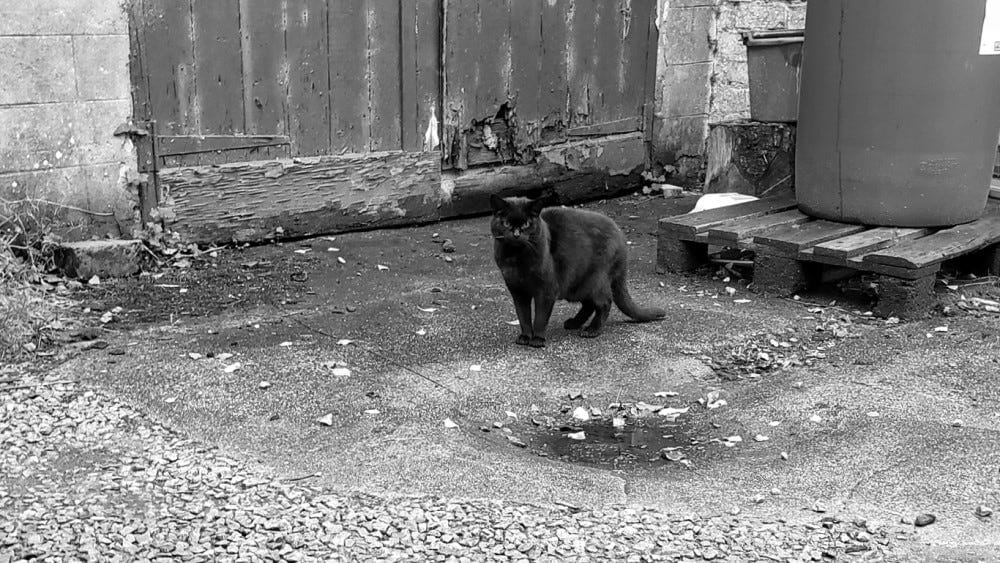A black cat staring directly at the camera with a look of barely-disguised disdain