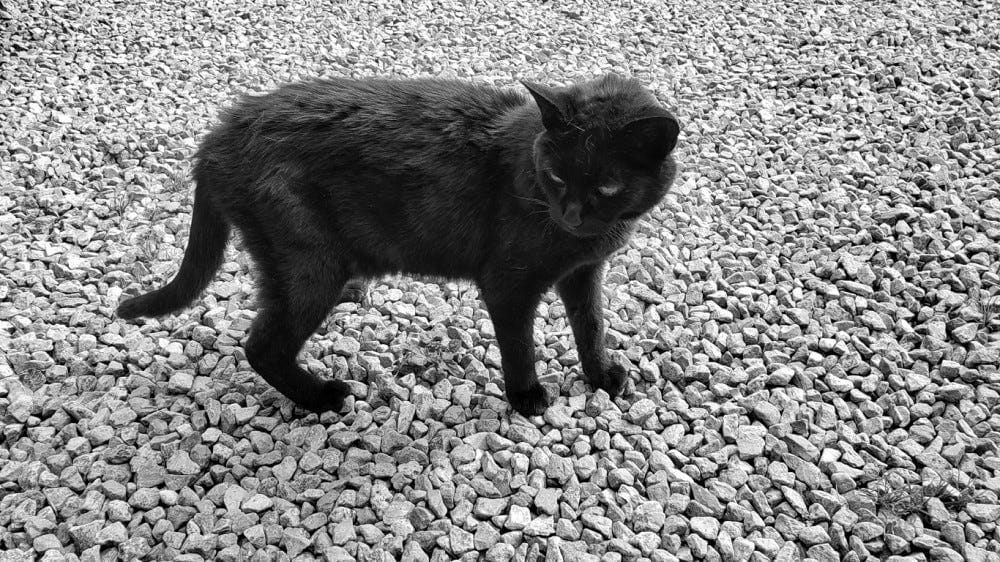 A black cat stands on a gravel driveway