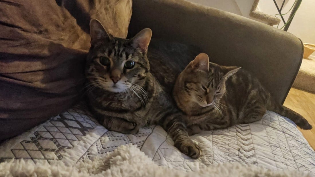 Two tortoiseshell cats on a sofa, one looking at the camera while the other snoozes