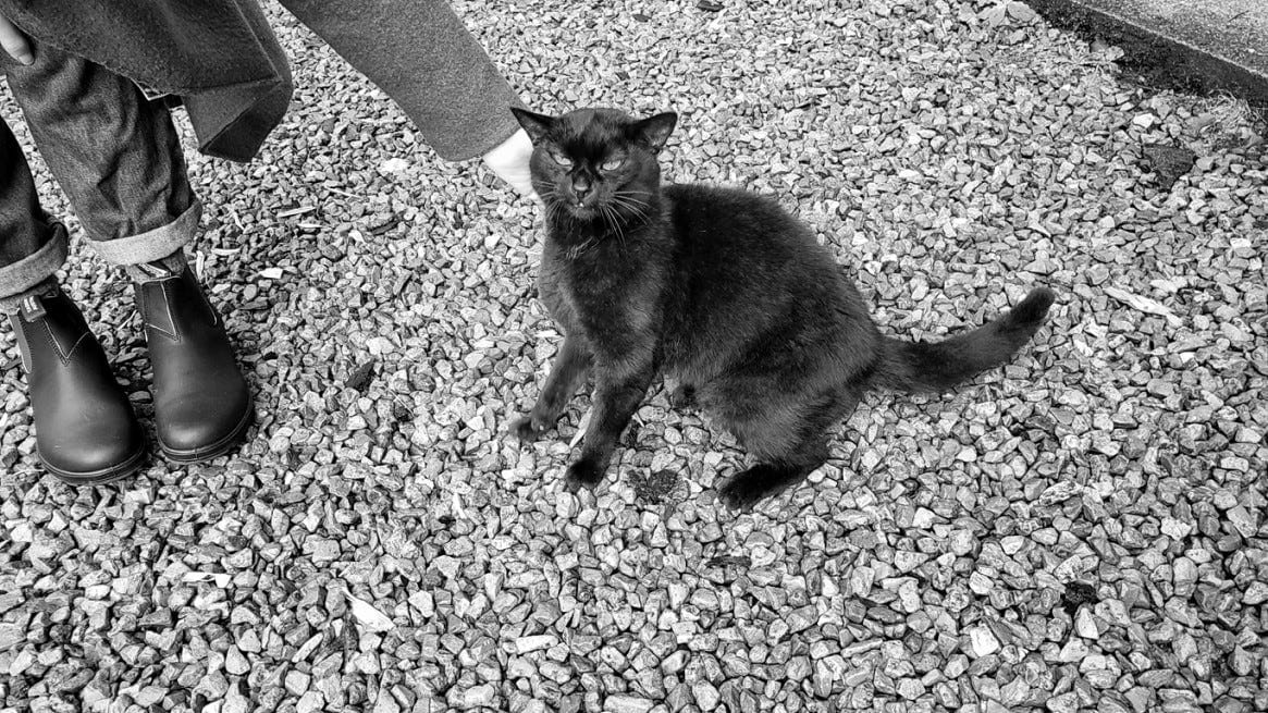 A black cat enjoying a scritch on a gravel path