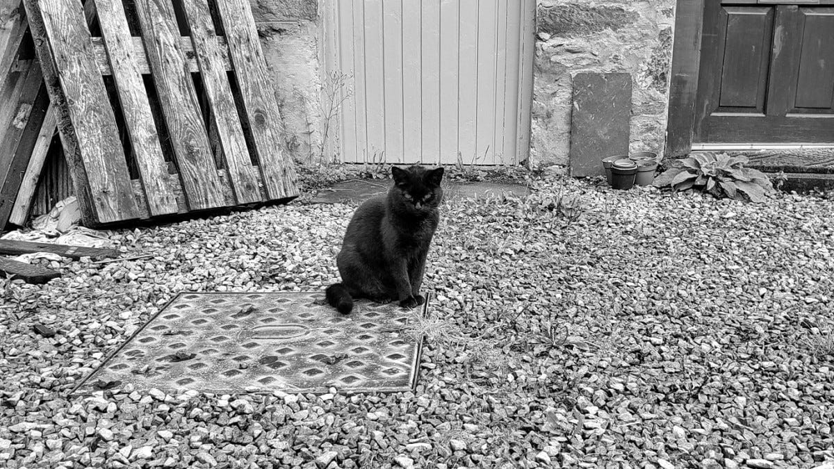 A black cat sits in front of a pallet, staring at the camera