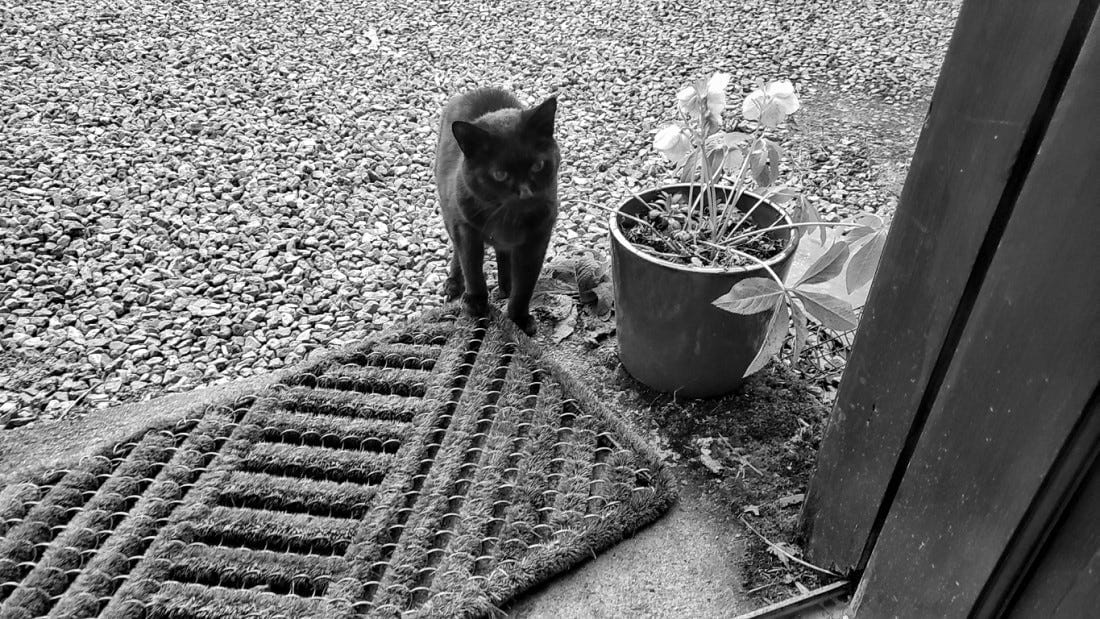 A black cat stands on a doormat looking into the open door