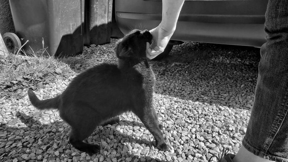 A black cat on a gravel driveway enjoying a scritch from a person just out of frame