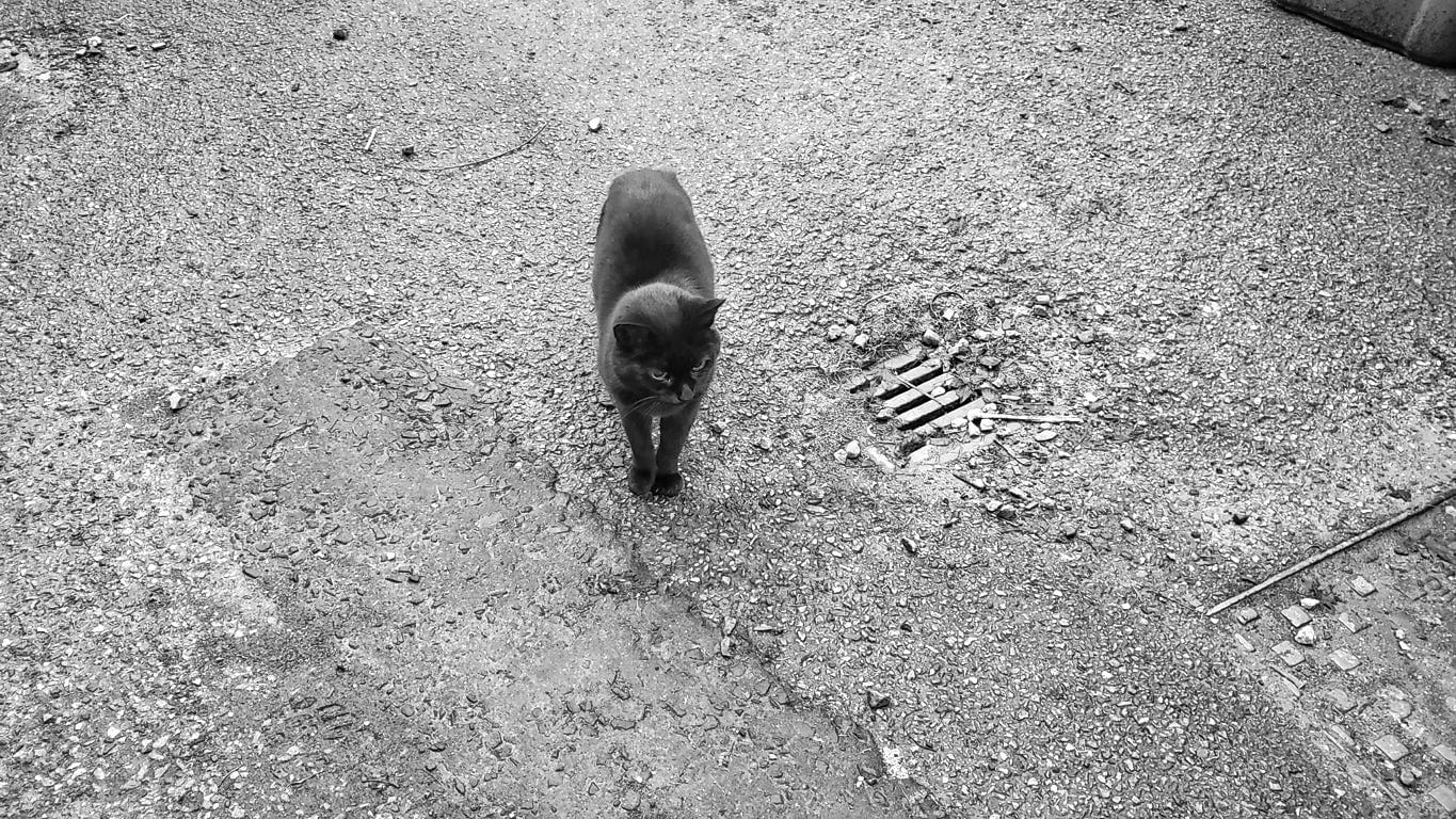 A black cat stands with her feet together next to a drain looking down a driveway